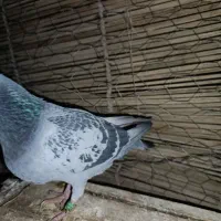 جفت کبوتر شناسنامه دار