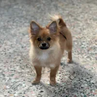 سگ پامرانین روباهی۵ماهه واکسن خورده شناسنامه دارع