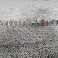 فیگور حیوانات