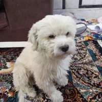 واگذاری سگ باهوش بازیگوش