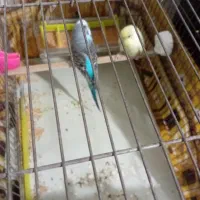 دو جفت مرغ عشق با یه جوجه قیمت ۱/۳۰۰|پرنده|دماوند, گیلاوند|دیوار