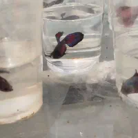 ماهی فایتر|ماهی|مشهد, الهیه|دیوار