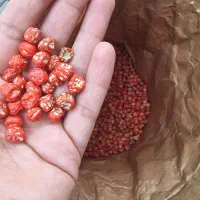 بذر نخود فرنگی