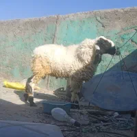 بره نر مری اصل