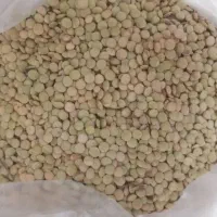 عدس دیم