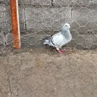 ماده موریس دلبر