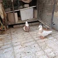 سندل و آجری طوقی|پرنده|شهریار, شهریار|دیوار