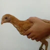 جوجه لاری|حیوانات مزرعه|مریوان, |دیوار