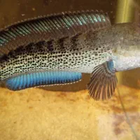 ماهی چانا استیوارتی|ماهی|شهرکرد, |دیوار