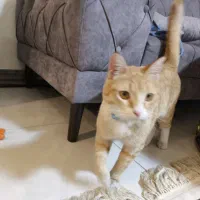 واگذاریه گربه جینجر DSH|گربه|باغستان, |دیوار