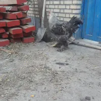خروس برهما