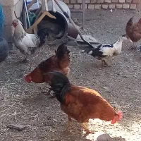 خروس وغاز محلی