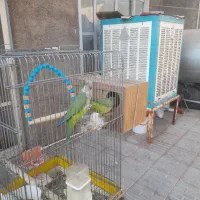 طوطی راهب سبز