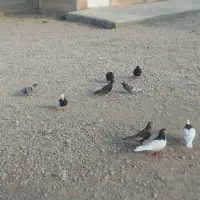 کبوتر و کهره نر
