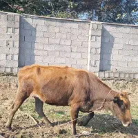 گاو ۵ماه نیم شکم دورگ سویسی