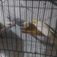 معاوضه با سهره