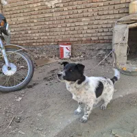 سگ پاکوتاه|حیوانات مزرعه|کوراییم, |دیوار