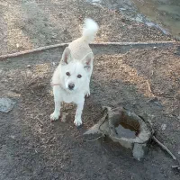 واگذاری سگ پاکوتاه|سگ|واجارگاه, |دیوار