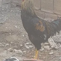 سه عدد خروس لاری