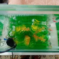 ماهی کالرویدو ، زبرا