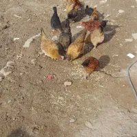 برای قیمت تماس بگیرید|حیوانات مزرعه|کوهدشت, |دیوار