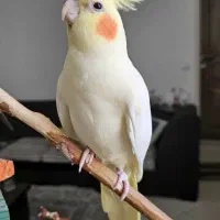 عروس هلندی ومرغ عشق