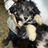 سه تا شیتزو قیمت خوب