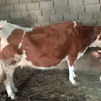 گاو سیمینتال