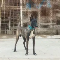 سگ مالینیوز|سگ|بندرعباس, |دیوار