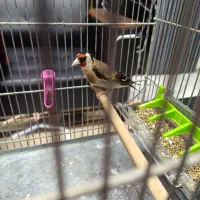 سهره نر مست