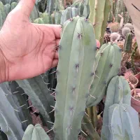 کاکتوس تولیدی گلخانه