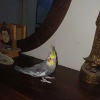 عروس هلندی نر|پرنده|تهران, امام زاده عبدالله|دیوار