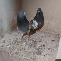 چند جفت کفتر بالغ قطعه دار