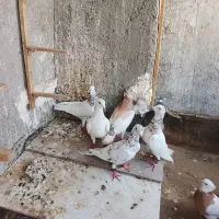سار|پرنده|مشهد, کشاورز|دیوار