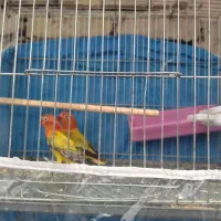 جفت جوانه یوینگ گلد دبل فکتور