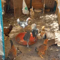 مرغ تخم گذار