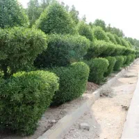 طراحی واجرای فضای سبز،روف گاردن ومحوطه سازی|خدمات باغبانی و درختکاری|یزد, |دیوار