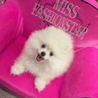 پامرانین خرسی/سگ پامر/کیفیت فضایی