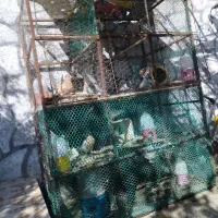 جفت دونی