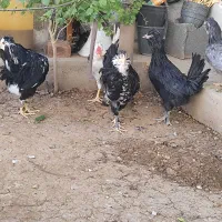 مرغ وخروس گلین لری