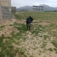 الاق نرک چهارسال