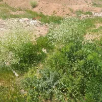 زمین-فروشی-واقع-در-حسین-اباد