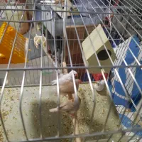 فنج|پرنده|شیراز, فرگاز|دیوار