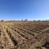 زمین زراعی تجاری|فروش زمین و ملک کلنگی|شال, |دیوار