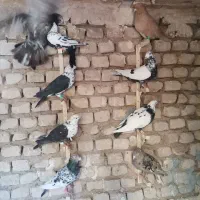 عشقبازی|پرنده|کاشمر, |دیوار