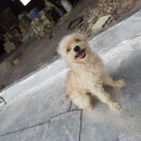 سگ پاکوتاه شیتزو کرم نر حرف گوش کن