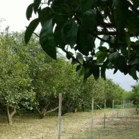 زمین-باغ-ویلایی-2500-مترجاده-فرح-آباد-ماهفروز-محله