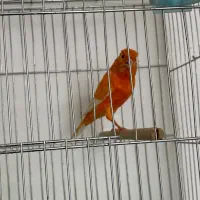 قناری نر مست|پرنده|بندر ماهشهر, |دیوار