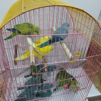 جوجه طوطی راهب نرم خور و دون خور