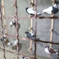 چخ قلدر ۷۰تایی کفتر بوم|پرنده|مشهد, توس فردوسی|دیوار